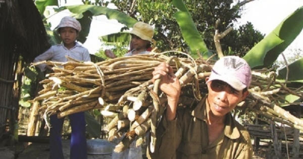 Yên Bái: Một người tử vong, 4 người nhập viện do uống nước đun từ cây rừng