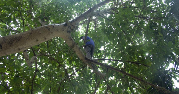 Trèo cây Sung hái lá cho dê, người đàn ông rơi tử vong