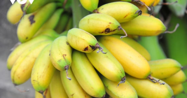 Về làng Đại Hoàng “săn” chuối ngự “tiến vua”