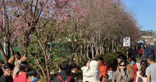 Hàng ngàn du khách đổ về Đà Lạt ngắm Mai Anh Đào nở rộ