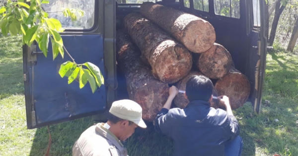 Lâm Đồng: Lâm tặc đưa ôtô vào cưa trộm thông cổ thụ hàng chục năm tuổi