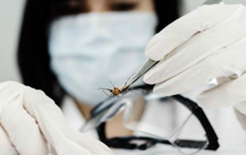 Xét nghiệm miễn dịch mới phát hiện virus Zika