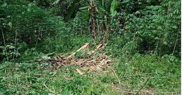 Voi rừng liên tiếp xuất hiện phá hoại hoa màu của người dân tại Nghệ An