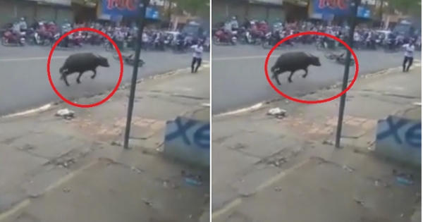 [Clip]: Trâu điên húc người gây náo loạn đường phố ở Đồng Nai