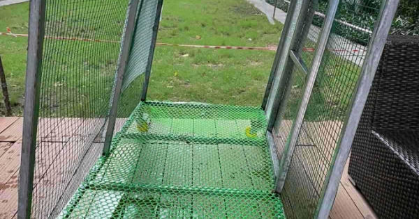 TP HCM: Chuồng thú từ tầng cao chung cư The Vista rơi thẳng xuống hồ bơi