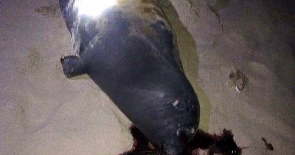 Hải cẩu lên bờ đùa với dân Bình Thuận bị đánh chết