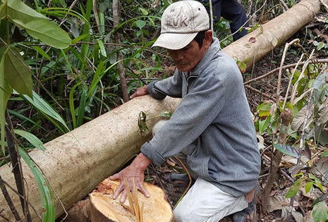 Làm rõ phản ánh phá rừng để nuôi bò tại Phú Yên