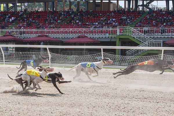Bộ Tài chính đề xuất quy định mới về kinh doanh đặt cược đua ngựa, đua chó, bóng đá quốc tế