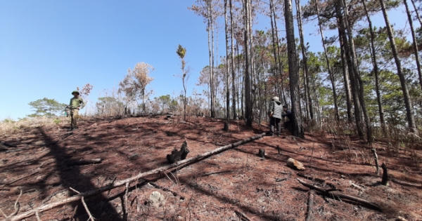 Hiện trường vụ rừng thông bị cưa hạ ở Lâm Đồng