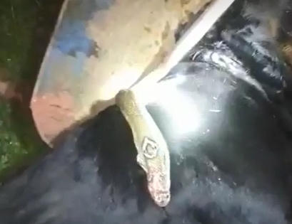 Rắn hổ mang cực độc bò vào vườn nhà cắn chết con chó Pitbull nặng gần 60kg