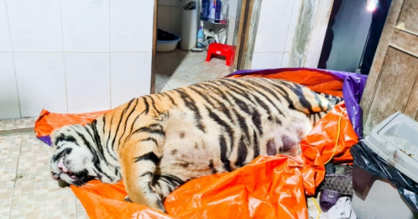 Vì sao “chúa sơn lâm” nặng 250kg chết trong nhà dân?