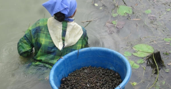 Vất vả nghề làm mắm tép tiến vua nổi tiếng một thời Vất vả nghề làm mắm tép tiến vua nổi tiếng một thời