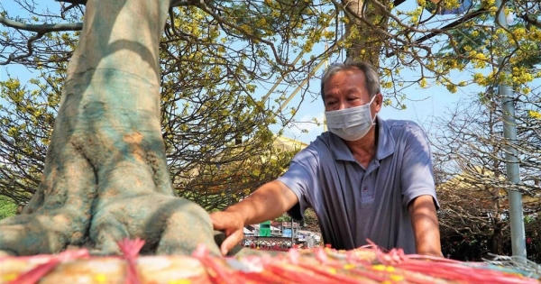 Chiêm ngưỡng "lão mai" thân xoắn đế móng rồng rao bán 2,8 tỷ đồng Chiêm ngưỡng "lão mai" thân xoắn đế móng rồng rao bán 2,8 tỷ đồng