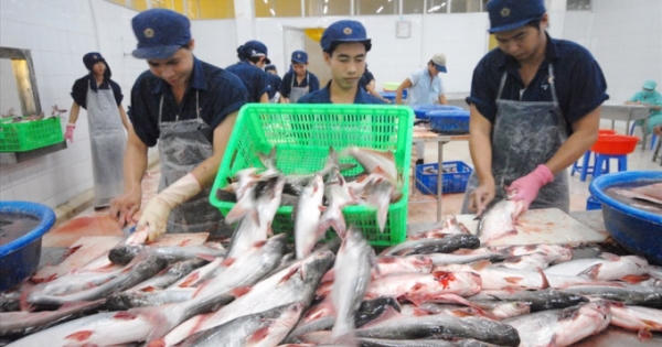 Slide - Điểm tin thị trường: Xuất khẩu cá tra sang Mỹ 'lao dốc' sau 8 tháng