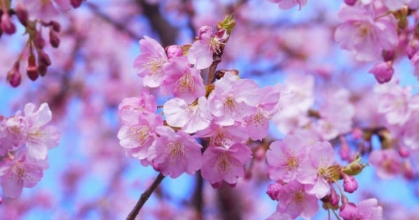 Cơ hội kinh doanh trong mùa hoa anh đào
