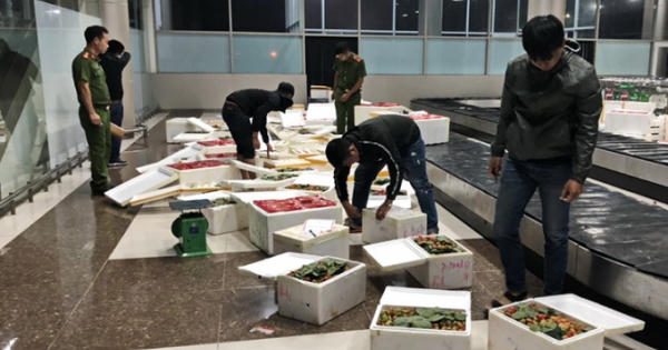 Tiêu hủy số lượng lớn dâu tây Trung Quốc tuồn vào Đà Lạt