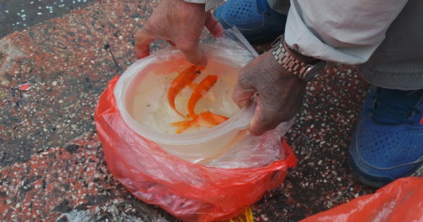 Người Hà Nội thả cá chép sớm tiễn Táo quân về trời