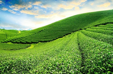 4 trụ cột tăng giá “trong tầm tay” khi đầu tư tại Moc Chau Central Hill 4 trụ cột tăng giá “trong tầm tay” khi đầu tư tại Moc Chau Central Hill