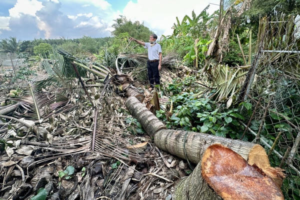 Đồng Nai: Vườn dừa của người dân bị chặt phá, công an cần vào cuộc xử lý dứt điểm