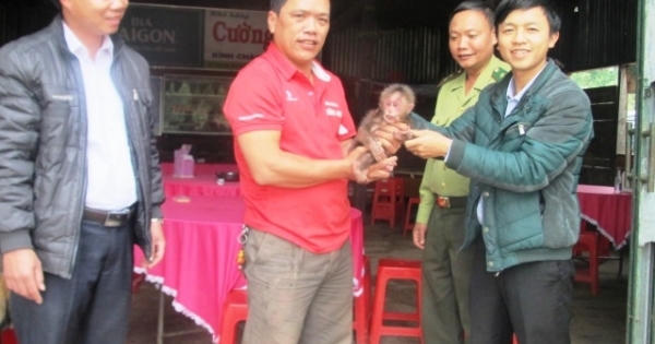 Quảng Bình: Khỉ mặt đỏ quý hiếm được người dân chủ động giao nộp