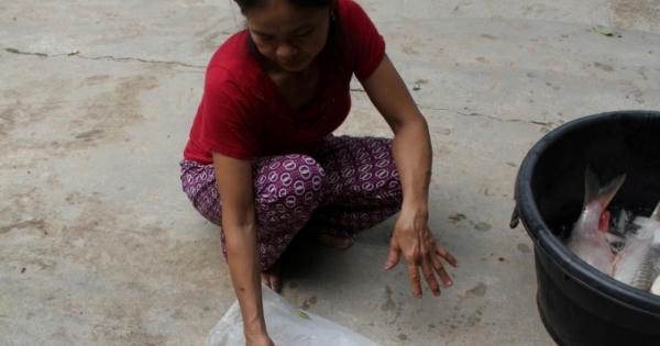 Cá chết trắng lồng trên sông Nậm Nơn