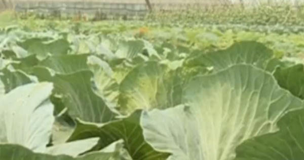 Thiếu thông tin chứng nhận thực phẩm an toàn