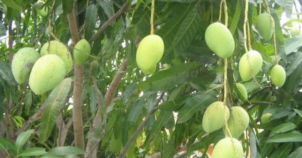 Góc thư giãn: Toàn cảnh vụ án "xoài... tặc" gây "nhức nhối" tại Nghệ An