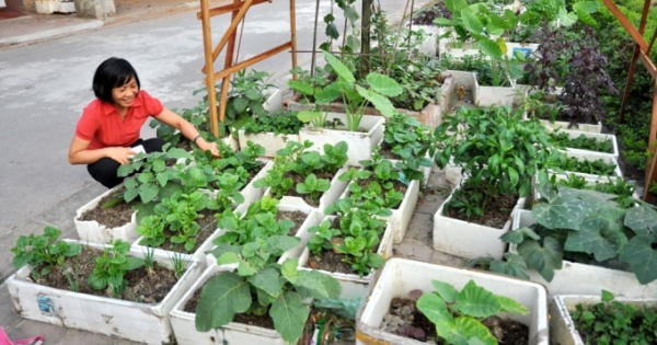 Người Hà Nội tranh thủ vỉa hè trồng rau sạch