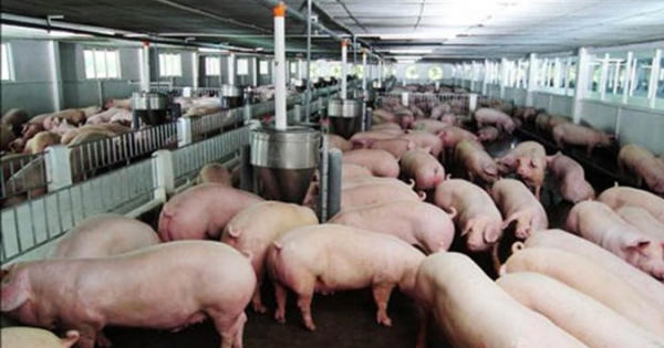 Sử dụng chất cấm trong chăn nuôi là tội ác