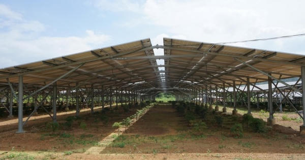 Bát nháo điện mặt trời Bát nháo điện mặt trời
