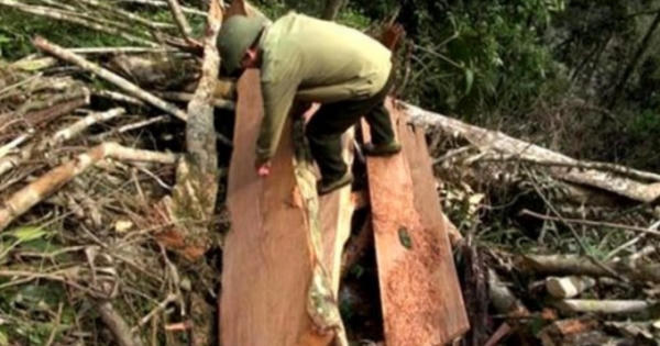 Chủ tịch UBND thành phố Đà Nẵng chỉ đạo khởi tố