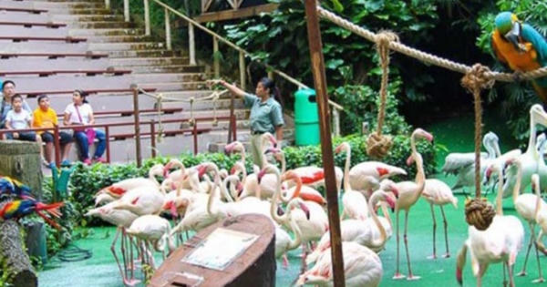 Người Singapore nhường đất cho cây xanh