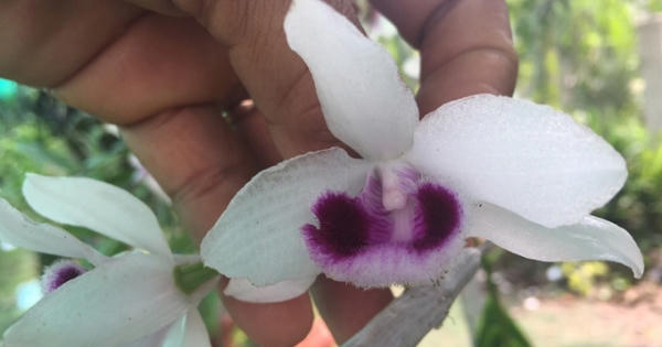 Vườn lan gần 20.000 cây: Tài sản hàng chục tỷ của tay chơi Sài Thành Vườn lan gần 20.000 cây: Tài sản hàng chục tỷ của tay chơi Sài Thành