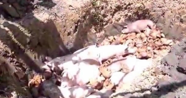 Tiêu hủy đàn heo chứa chất cấm Salbutamol Tiêu hủy đàn heo chứa chất cấm Salbutamol