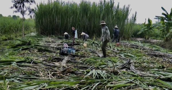 Hậu Giang: Nông dân trồng mía bán lẻ thu lợi nhuận cao hơn bán cho nhà máy đường