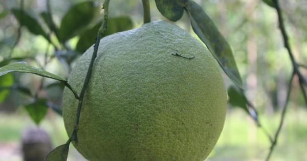 Ngọt thơm bưởi Đoan Hùng