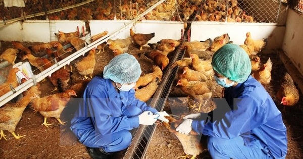 Vĩnh Long tiếp tục có ổ dịch cúm gia cầm mới