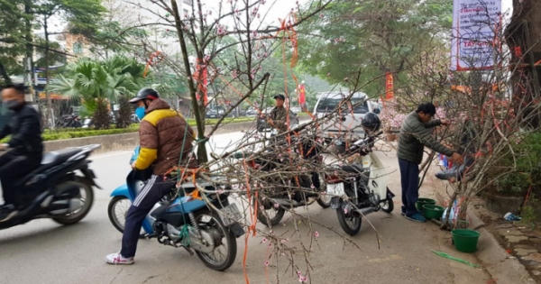 Văn phòng Chính phủ giải thích về chỉ đạo cấm chặt đào rừng chơi Tết