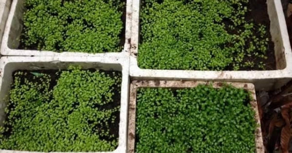 Đam mê trồng rau sạch của một cựu sinh viên Triết học