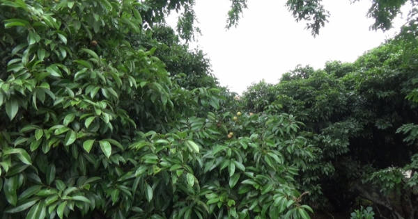 Bắc Giang: Giá vải thiều cao nhưng nhiều gia đình không có để bán