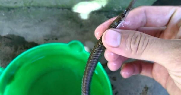 Xuất hiện thương lái bí ẩn mua cá lìm kìm gai số lượng lớn Xuất hiện thương lái bí ẩn mua cá lìm kìm gai số lượng lớn