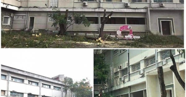 Chặt cây và hai tiếng 'trách nhiệm' trong học đường