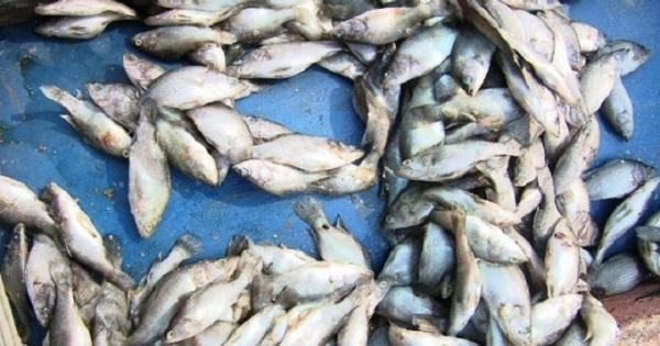 Ai chịu trách nhiệm vụ cá chết dọc ven biển miền Trung?