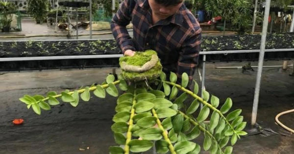 15 tuổi 'tảo hôn' với lan, 22 tuổi chàng trai có vườn lan hàng tỷ đồng