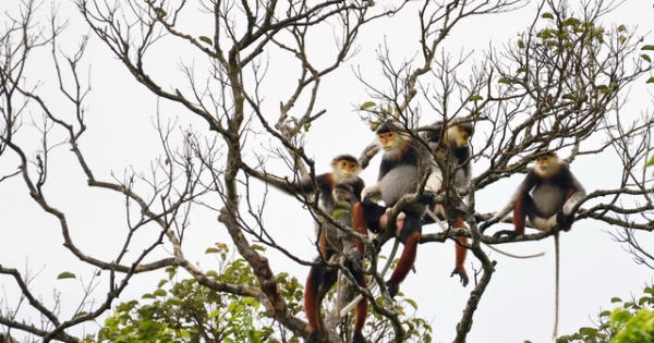 Ông Huỳnh Tấn Vinh: “Dù thế nào tôi vẫn bảo vệ báu vật Sơn Trà”