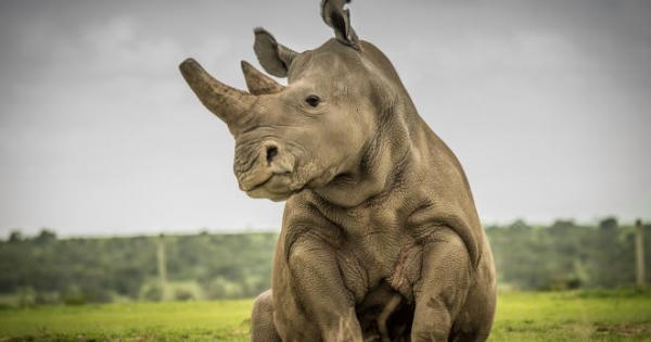 Sudan, con tê giác trắng phương bắc đực cuối cùng được Google tưởng nhớ