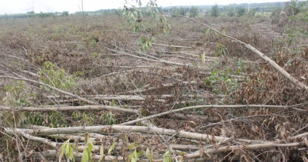 Đồng Nai: Dân kêu cứu vì 14ha tràm bị đốn, đốt phá gây thiệt hại nặng