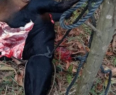 Trộm liều lĩnh xẻ thịt bò ngay tại vườn tràm