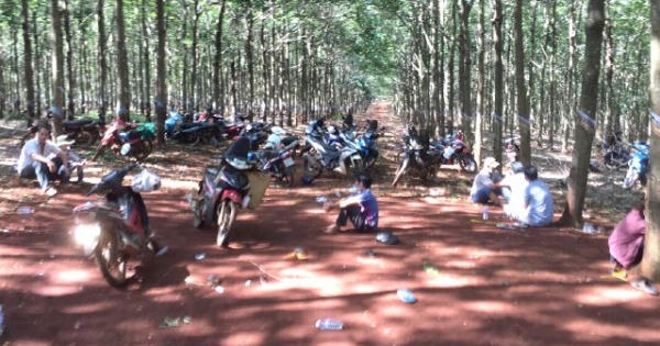 Bình Phước: Triệt phát sới gà trong rừng cao su, tạm giữ 20 đối tượng