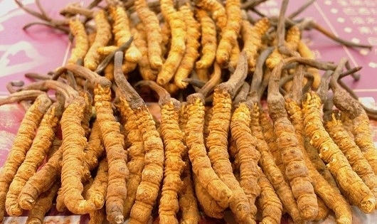 Sự thật về 'Đông trùng Hạ thảo' - Một vụ đại lừa đảo xuyên thế kỷ?